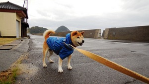 雨にも負けず