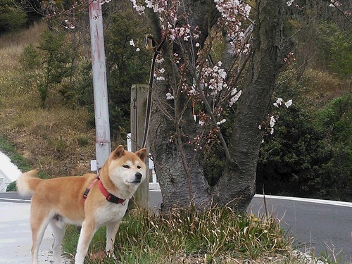 お花見(^O^)