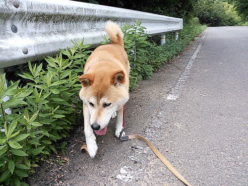 愛犬『鉄』　08/12