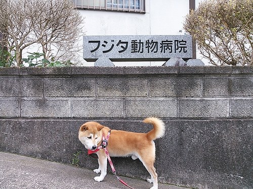 愛犬『鉄』　08/23